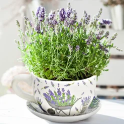Blumentopf Pflanztasse