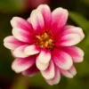 Pflanzset Garten-Zinnien