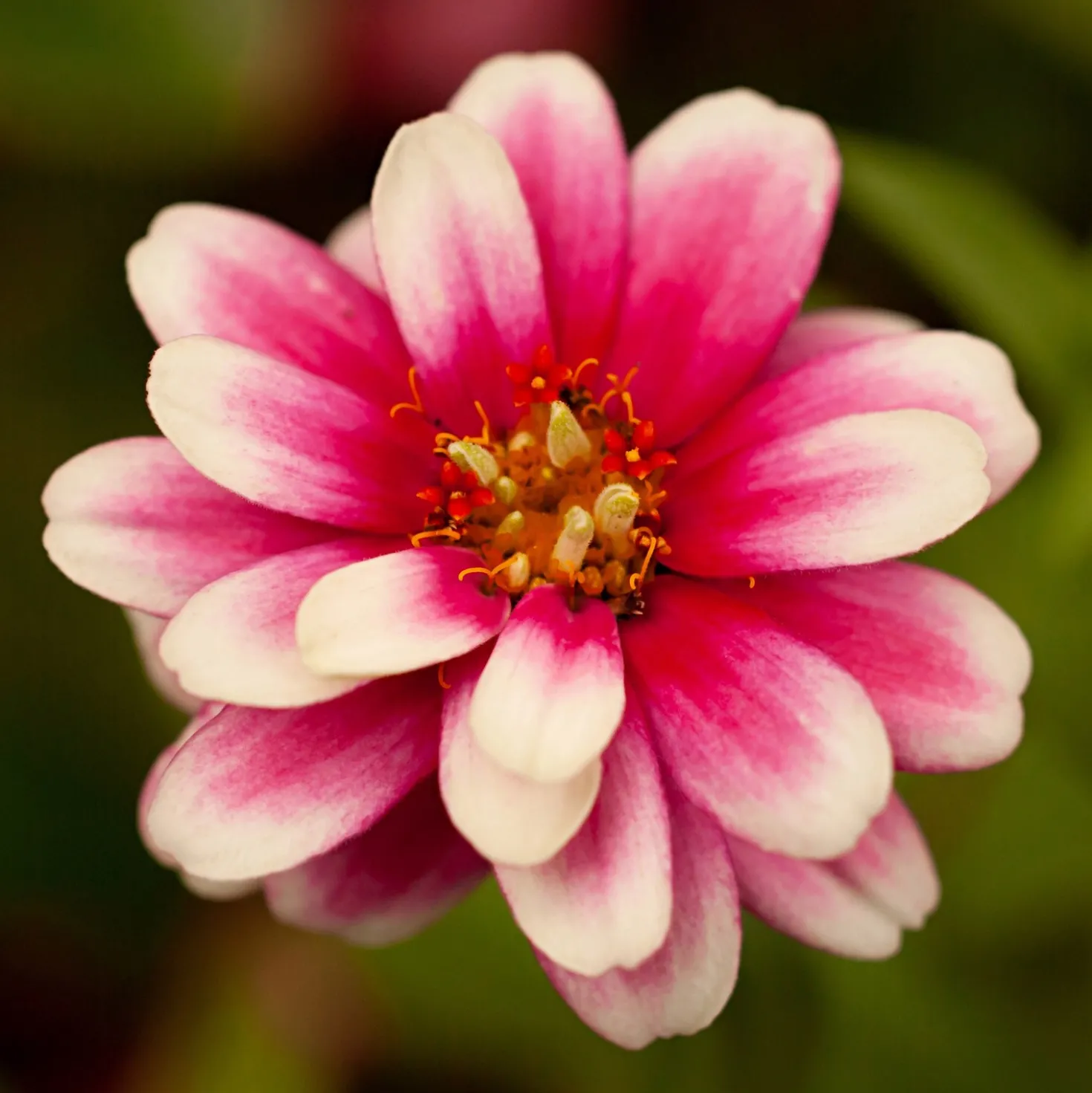 Pflanzset Garten-Zinnien